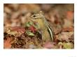 Eastern Chipmunk, Amongst Autumn Leaves, Usa by Mark Hamblin Limited Edition Pricing Art Print