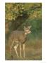 White-Tailed Deer, Odocoileus Virginianus Doe In Clearing, Autumn Foliage, Usa by Mark Hamblin Limited Edition Print