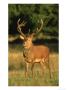Red Deer, Cervus Elaphus, Uk by Mark Hamblin Limited Edition Pricing Art Print