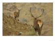 Red Deer, Stag Approaching Other, Scotland by Mark Hamblin Limited Edition Print
