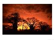 Baines Baobabs, Botswana by Roger De La Harpe Limited Edition Print