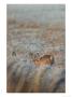 Brown Hare, Portrait Of Brown Hare Sitting At Edge Of Frosty Field, Lancashire, Uk by Elliott Neep Limited Edition Print