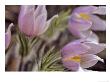 Pasque Flowers by Chuck Haney Limited Edition Pricing Art Print