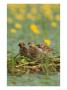 Common Ternsterna Hirundothree Chicks On Nestkopacki Rit, Yugoslavia by Stevan Stefanovic Limited Edition Print