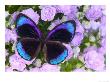 Blue And Black Butterfly On Lavender Flowers, Sammamish, Washington, Usa by Darrell Gulin Limited Edition Print