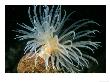 Sea Loch Anemone, Stallion Rock, Scotland by Paul Kay Limited Edition Pricing Art Print