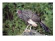 White Winged Guan, Cerro Chaparri, Peru by Mark Jones Limited Edition Print