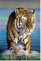 Tiger In Water by Ken Messom Limited Edition Pricing Art Print
