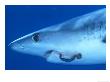 Blue Shark, Prionace Glauca, Offshore, Usa by Richard Herrmann Limited Edition Print