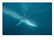 Fin Whale, Los Coronados Islands, Mexico, Pacific Ocean by Richard Herrmann Limited Edition Print