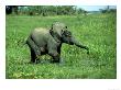 Elephants, Calf Ely, Kenya by Martyn Colbeck Limited Edition Print