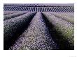 Field Of Lavender (Lavendula Sp), France by Alain Christof Limited Edition Print