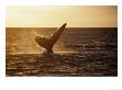 Southern Right Whale, Fluke At Sunset, Valdes Penin by Gerard Soury Limited Edition Print