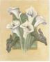 Cala Lilies by Shari White Limited Edition Pricing Art Print