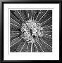 Palm Pom by Michael Joseph Limited Edition Pricing Art Print