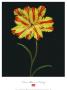 Texas Flame Tulip by Joson Limited Edition Print