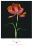 Flame Tulip by Joson Limited Edition Pricing Art Print