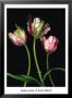 Parrot Tulips Ii by Andrew Levine Limited Edition Print