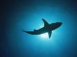 Blacktip Shark, Silhouetted, Bahamas by Doug Perrine Limited Edition Print