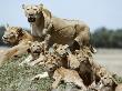 Lionesses And Cubs Resting, Masai Mara Kenya by Anup Shah Limited Edition Print