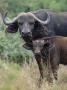 African Buffalo With Young, Masai Mara, Kenya by Anup Shah Limited Edition Print