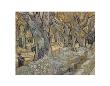 The Large Plane Trees, C.1889 by Vincent Van Gogh Limited Edition Print