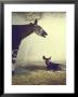 Baby Okapi Sitting On Mat Of Straw As Its Mother Looks On At Parc Zooligique Of Vincennes by Loomis Dean Limited Edition Print