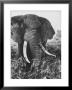 Elephant After Dirt Bath On The Plains by Eliot Elisofon Limited Edition Print