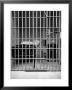New Los Angeles Federal Jail, Located On Terminal Island by Rex Hardy Jr. Limited Edition Pricing Art Print