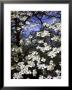 Dogwood Tree Covered In White Flowers In The Ozarks by Andreas Feininger Limited Edition Print