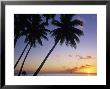 Pam Tree And Beach At Sunset, Tahiti, French Polynesia by Neil Farrin Limited Edition Print