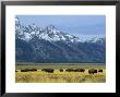 Bison And The Teton Range, Grand Teton National Park, Wyoming, Usa by Jean Brooks Limited Edition Print