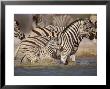 Common Zebra Wading At Waterhole Etosha Np, Namibia, 2006 by Tony Heald Limited Edition Print