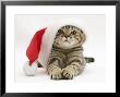 Tabby Cat Wearing A Father Christmas Hat by Jane Burton Limited Edition Print