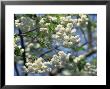 Close-Up Of White Spring Blossom On A Tree In London, England, United Kingdom, Europe by Mawson Mark Limited Edition Print