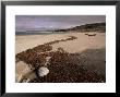Seaweed On Beach, Mellon Udrigle, Wester Ross, Highland Region, Scotland, United Kingdom by Neale Clarke Limited Edition Pricing Art Print