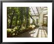 Interior Of The Temperate House, Kew Gardens, Unesco World Heritage Site, London, England by David Hughes Limited Edition Print