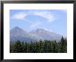Mountain Pines, Vysoke Tatry Mountains, Vysoke Tatry, Slovakia by Richard Nebesky Limited Edition Print