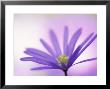 Anemone, Anemone Blanda, Bielefeld, Germany by Thorsten Milse Limited Edition Pricing Art Print