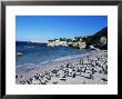 African Penguins At Boulder Beach In Simon's Town, Near Cape Town, South Africa, Africa by Yadid Levy Limited Edition Pricing Art Print