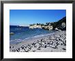 African Penguins At Boulder Beach In Simon's Town, Near Cape Town, South Africa, Africa by Yadid Levy Limited Edition Print
