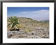 A Single Giant Lobelia, Bale Mountains, Southern Highlands, Ethiopia, Africa by Tony Waltham Limited Edition Print