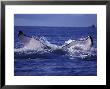 Whale Tail, Alaska, Usa by Amos Nachoum Limited Edition Print