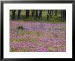 Phlox And Oak Trees In Springtime, Nixon, Texas, Usa by Darrell Gulin Limited Edition Pricing Art Print