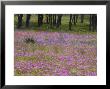 Phlox And Oak Trees In Springtime, Nixon, Texas, Usa by Darrell Gulin Limited Edition Print