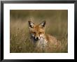 Redfox, (Vulpes Vulpes), Fischland, Mecklenburg-Vorpommern, Germany by Thorsten Milse Limited Edition Print