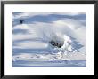 Polar Bear Cubs Looking Out Of The Den, Wapusk National Park, Churchill, Manitoba, Canada by Thorsten Milse Limited Edition Print