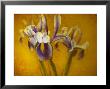 Iris by Irene Suchocki Limited Edition Pricing Art Print