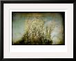 Grove Of Trees by Mia Friedrich Limited Edition Pricing Art Print