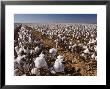 Cotton Plant, Lubbock, Panhandle, Texas by Rolf Nussbaumer Limited Edition Print